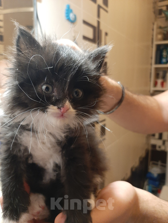 Кошки в Самаре: Котенка добрым людям Мальчик, Бесплатно - фото 1
