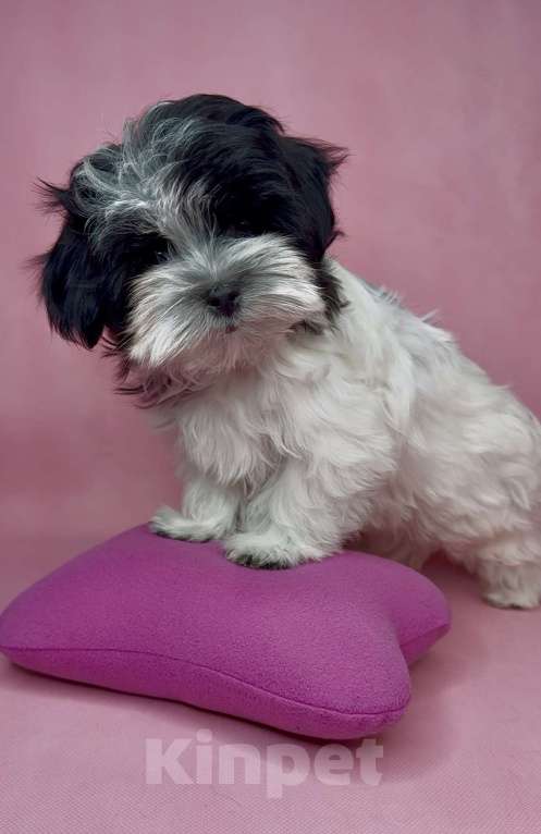 Собаки в Москве: Мальтипушка- девочка минюшка. Девочка, Бесплатно - фото 2