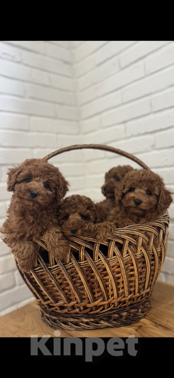 Собаки в Краснодаре: Той-пудель Мальчик, 45 000 руб. - фото 1