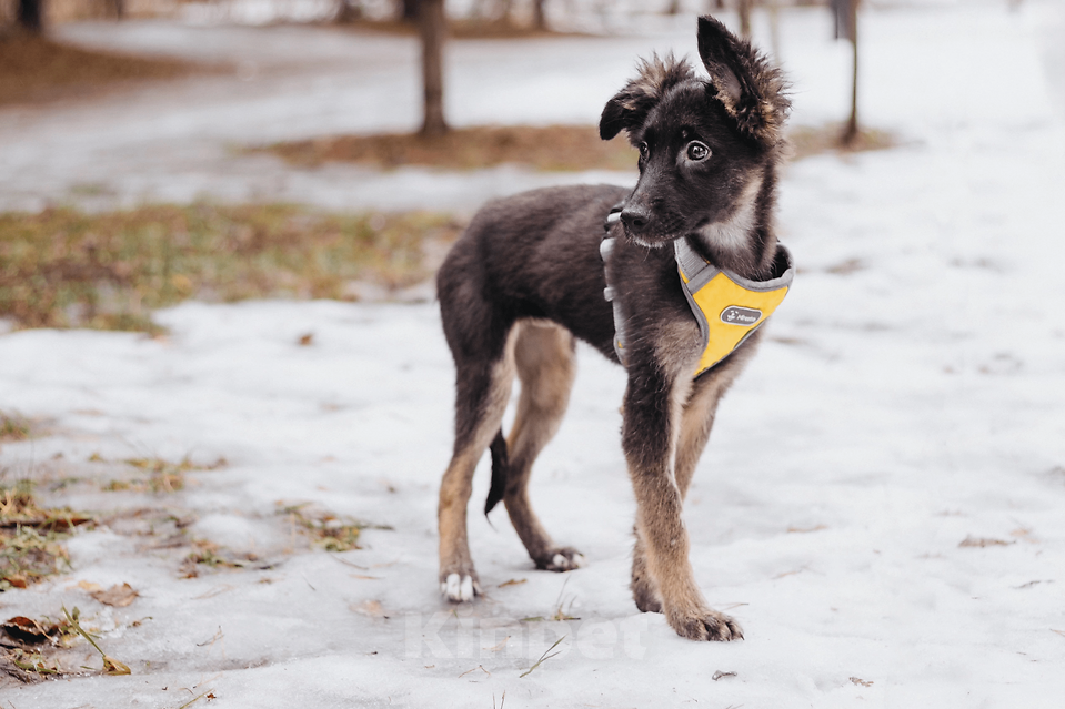 Собаки в Москве: Щенуля Тайлин ищет самый лучший дом! Девочка, Бесплатно - фото 5