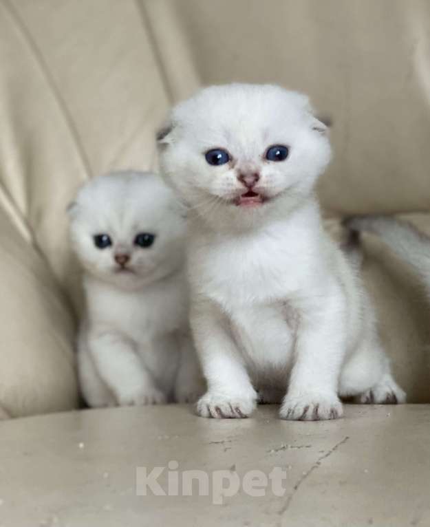 Кошки в Нижнем Новгороде: Серебристые котята с документами  Мальчик, 15 000 руб. - фото 2