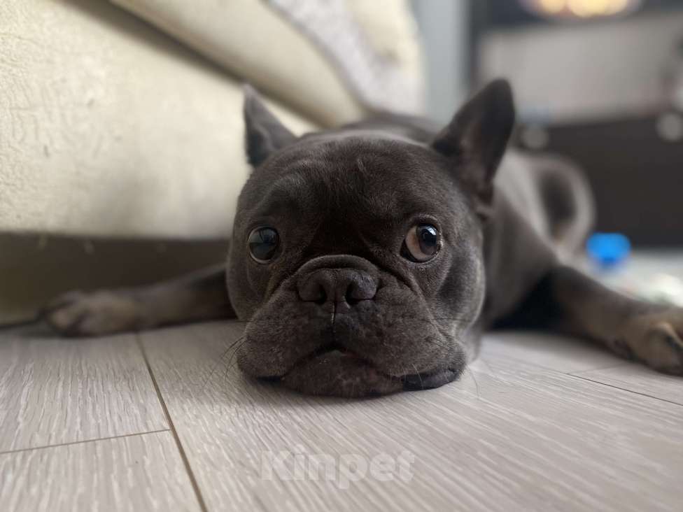 Собаки в Москве: Чивас Мальчик, Бесплатно - фото 4