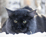 Кошки в Барнауле: Вязка Мейн-кун, 5 000 руб. - фото 5