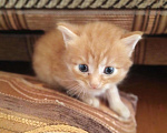 Кошки в Горячем Ключе: Малыши ищут дом, Бесплатно - фото 1