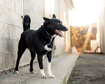 Собаки в Зеленограде: Север в добрые руки Мальчик, Бесплатно - фото 9