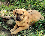 Собаки в Москве: Щенки метисы лабрадора в дар, Бесплатно - фото 8