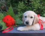 Собаки в Домодедово: Две девочки золотистого ретривера рыжего окраса.  Девочка, 100 руб. - фото 1