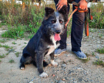 Собаки в Москве: Лилу - веселая небольшая собака в добрые руки Девочка, 100 руб. - фото 5