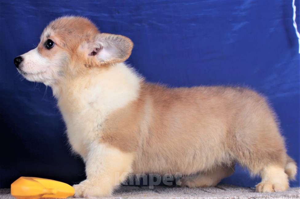 Собаки в Москве: вельш корги пемброк щенки от Интерчемпиона Мальчик, 90 000 руб. - фото 4