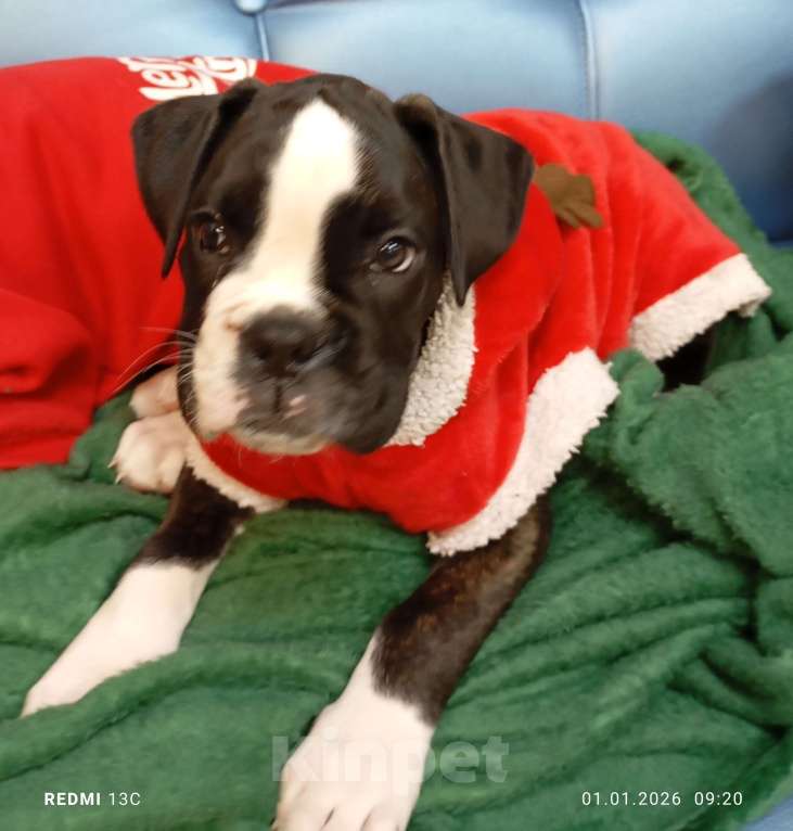 Собаки в Перми: Щенок немецкого боксера девочка. Девочка, 25 000 руб. - фото 1