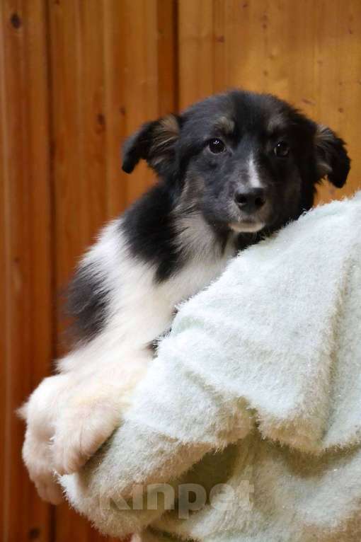 Собаки в Москве: Австралийская овчарка щенок  Мальчик, 25 000 руб. - фото 3