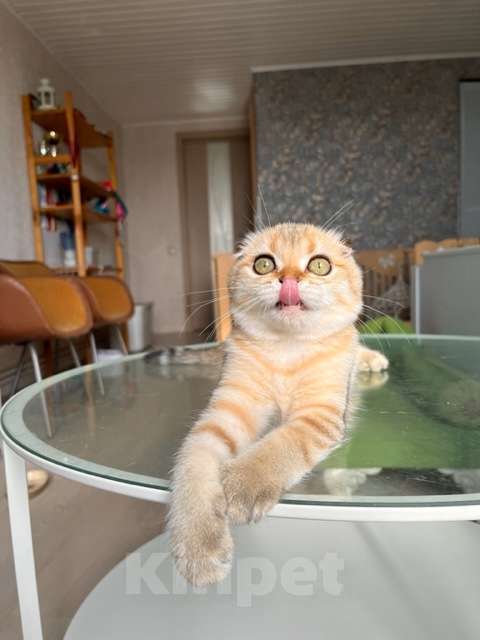 Кошки в Москве: Мальчик золотая мечта Мальчик, 45 000 руб. - фото 4