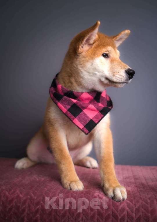 Собаки в Санкт-Петербурге: Малыш Сиба ину Мальчик, 80 000 руб. - фото 7