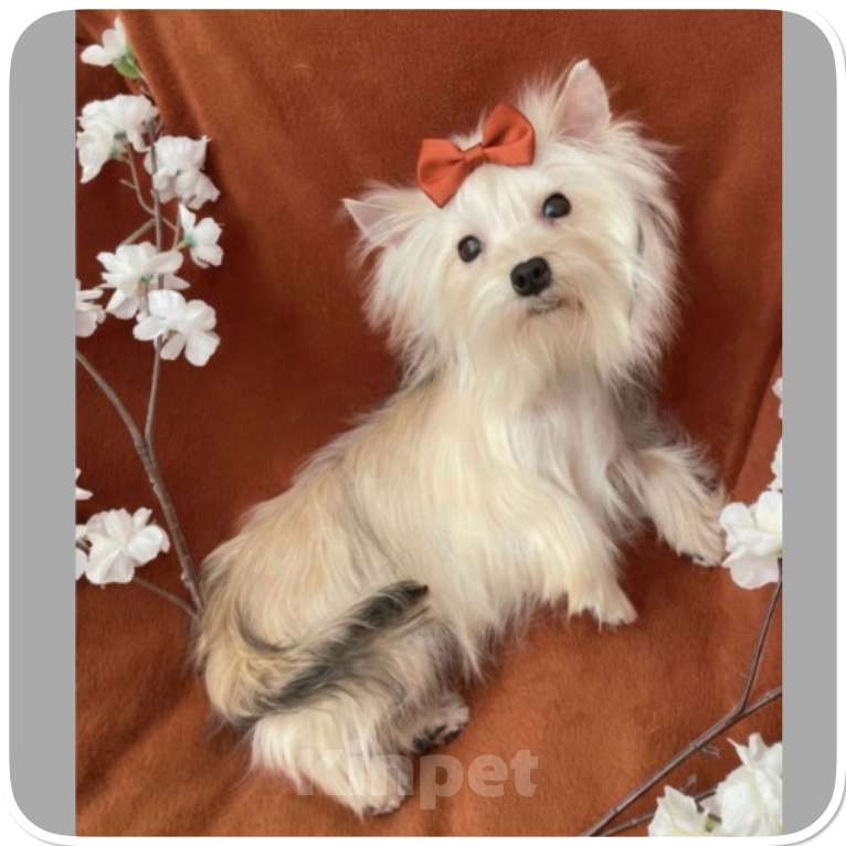 Собаки в Москве: Подрощенный йорк мини девочка золотая Девочка, 80 000 руб. - фото 6