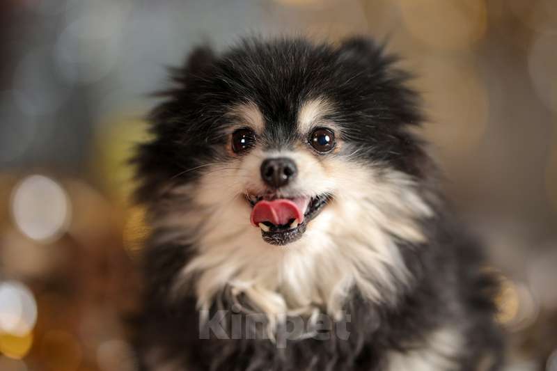 Собаки в Москве: Померанский шпиц Шайна в добрые руки Девочка, Бесплатно - фото 5