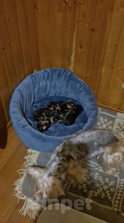 Собаки в Владикавказе: Йорк Мальчик, 30 000 руб. - фото 2