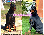 Собаки в других городах Краснодарского края: Щенок добермана РКФ Мальчик, 80 000 руб. - фото 4