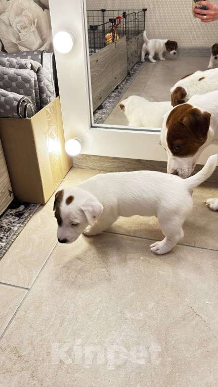 Собаки в Москве: Щенок джек-рассел-терьер от титулованных родителей Мальчик, 1 руб. - фото 4