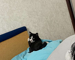 Кошки в Уфе: Ласковый котенок 3 месяца ищет новый дом Мальчик, 1 руб. - фото 1