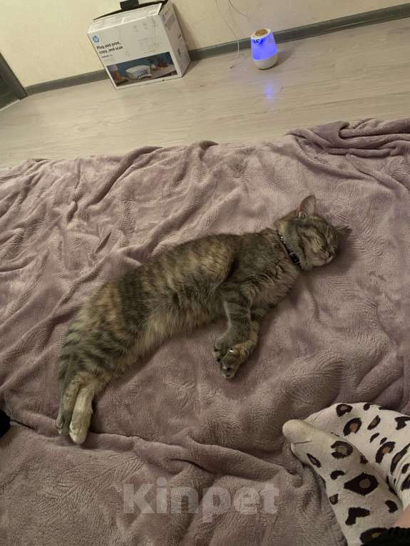 Кошки в Ставрополе: Отдам кошечку в добрые руки Девочка, Бесплатно - фото 6