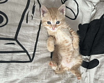 Кошки в Курске: Котенок Девочка, Бесплатно - фото 3
