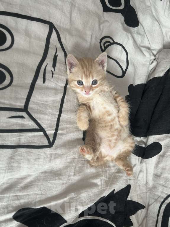 Кошки в Курске: Котенок Девочка, Бесплатно - фото 3