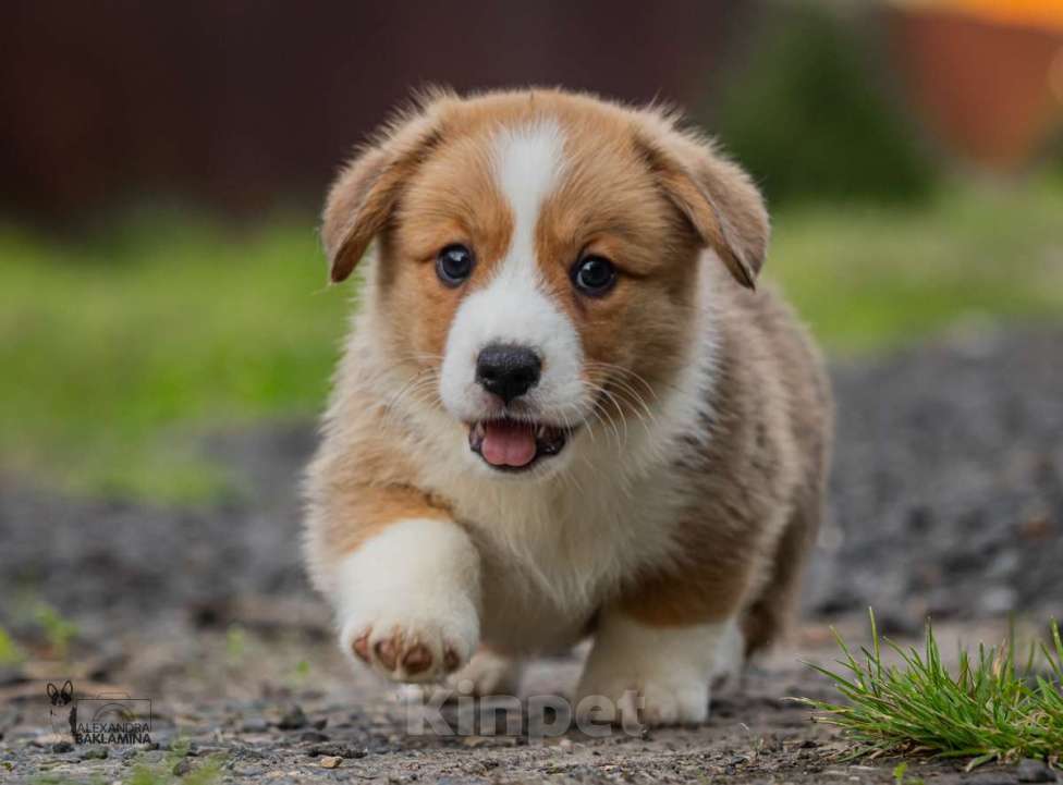Собаки в Москве: Василиса  Девочка, 50 000 руб. - фото 3