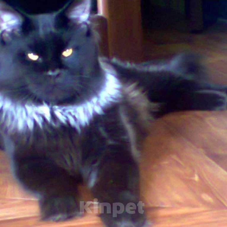 Кошки в Астрахани: Вязка мейн кун, Бесплатно - фото 1