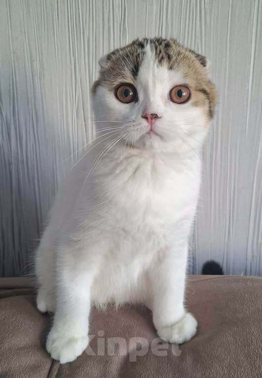 Кошки в Ярославле: Шотландский вислоухий короткошерстный малыш Мальчик, 25 000 руб. - фото 6