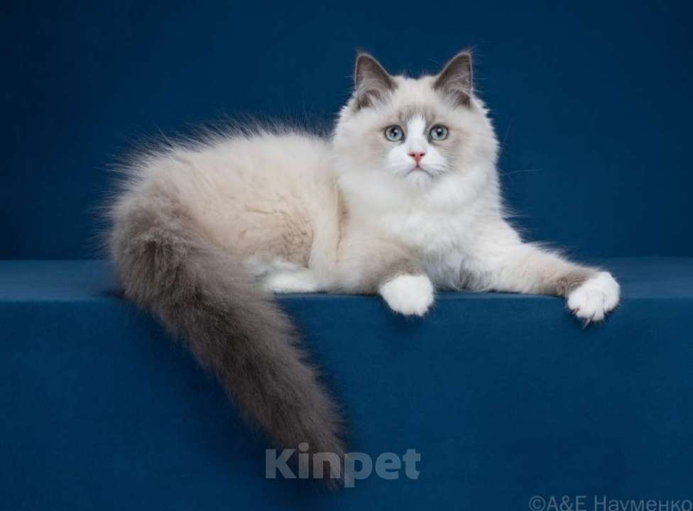 Кошки в Москве: Сибирские(Невские маскарадные) котята Девочка, 70 000 руб. - фото 3