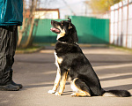 Собаки в Москве: Отдам собаку Мальчик, 200 руб. - фото 3