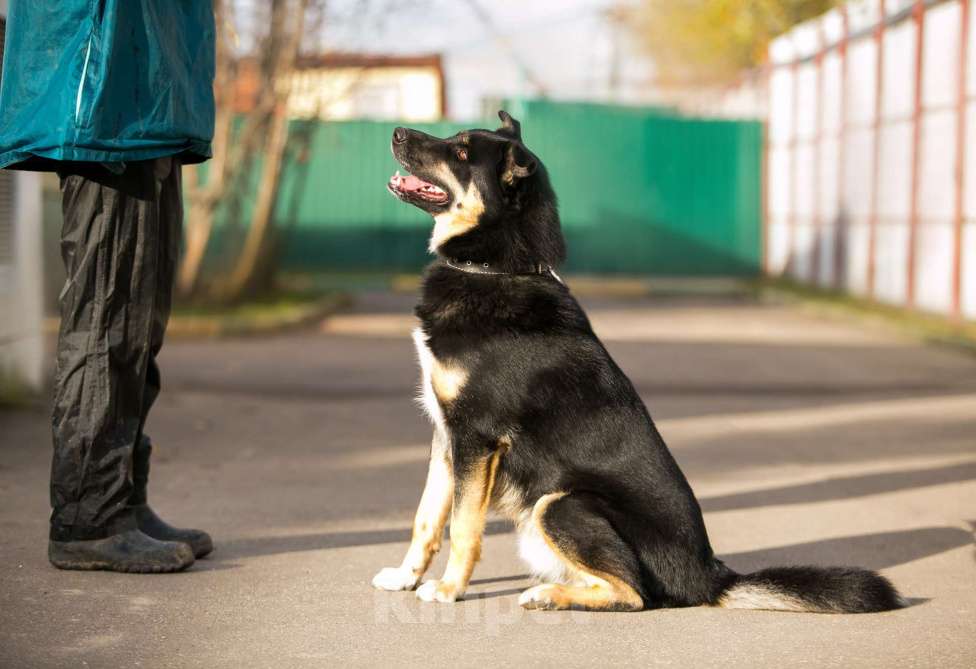 Собаки в Москве: Отдам собаку Мальчик, 200 руб. - фото 3