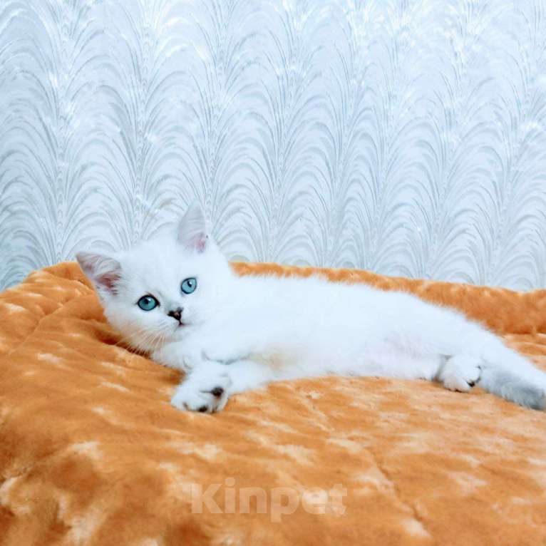 Кошки в Миассе: Ornella Silver Dew Девочка, 35 000 руб. - фото 9