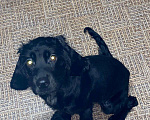 Собаки в Нижнекамске: Английский Кокер-спаниель 6 месяцев Девочка, 12 000 руб. - фото 1