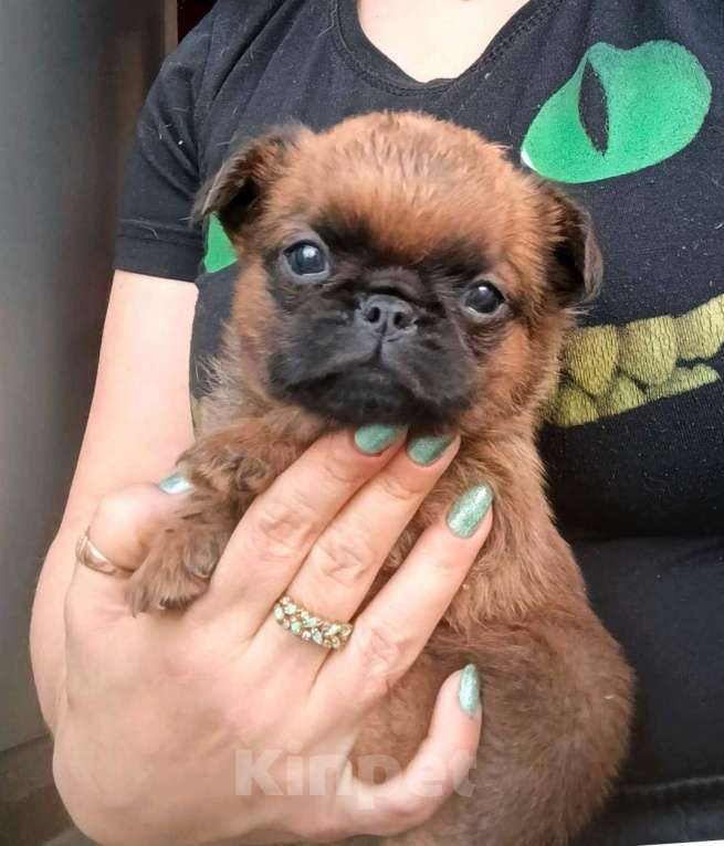 Собаки в Москве: Пти-брабансон рыжий мальчик Мальчик, 45 000 руб. - фото 1