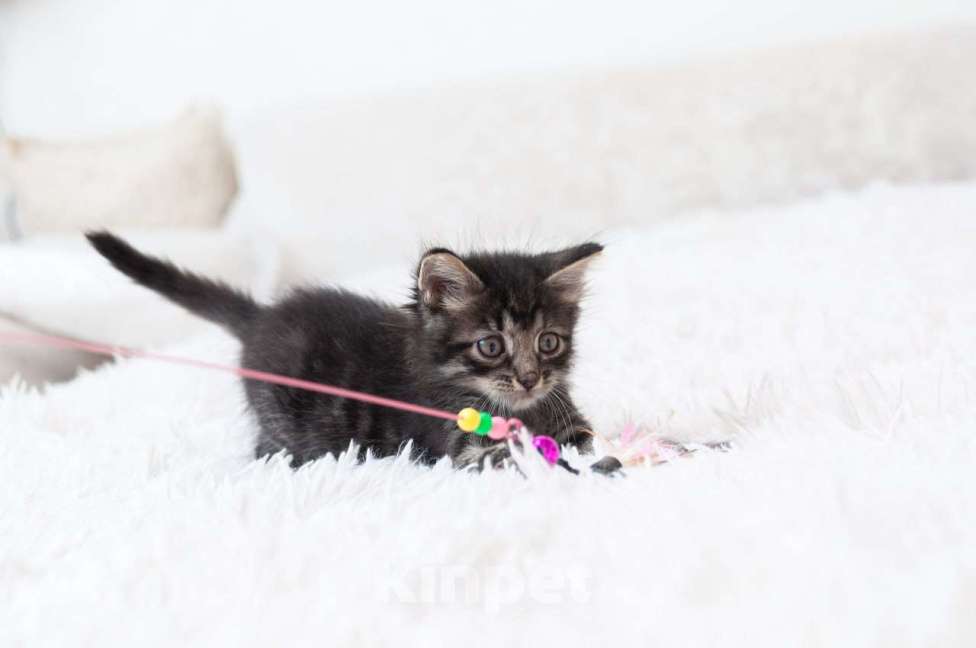 Кошки в Москве: Срочно ищут дом три малыша-солнышка.  Девочка, Бесплатно - фото 4