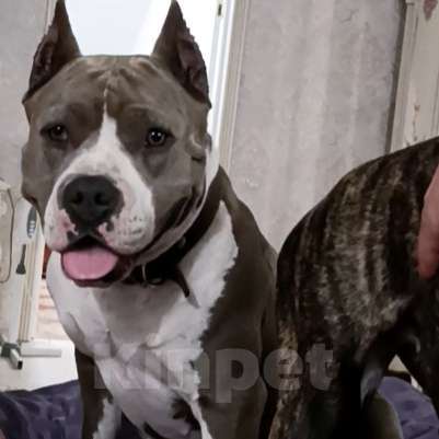 Собаки в Липецке: Голубые щенки АМСТАФФА  Мальчик, 60 000 руб. - фото 2