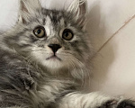 Кошки в Челябинске: Котенок курильский бобтейл Девочка, 35 000 руб. - фото 2