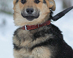 Собаки в Москве: Щенок из приюта Вики Девочка, Бесплатно - фото 3