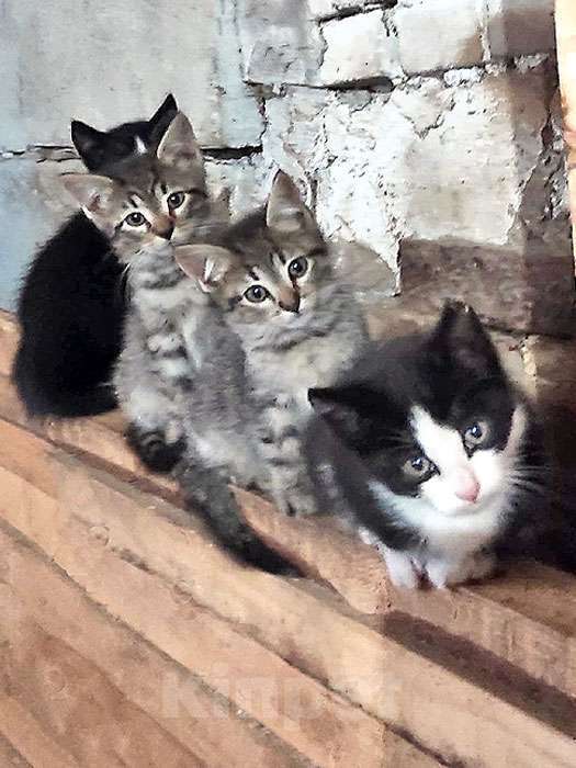 Кошки в Санкт-Петербурге: Ласковые, трогательные котята мальчики и девочки ищут дом Мальчик, 10 руб. - фото 2