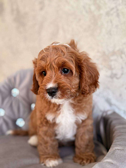 Кавапу щенок