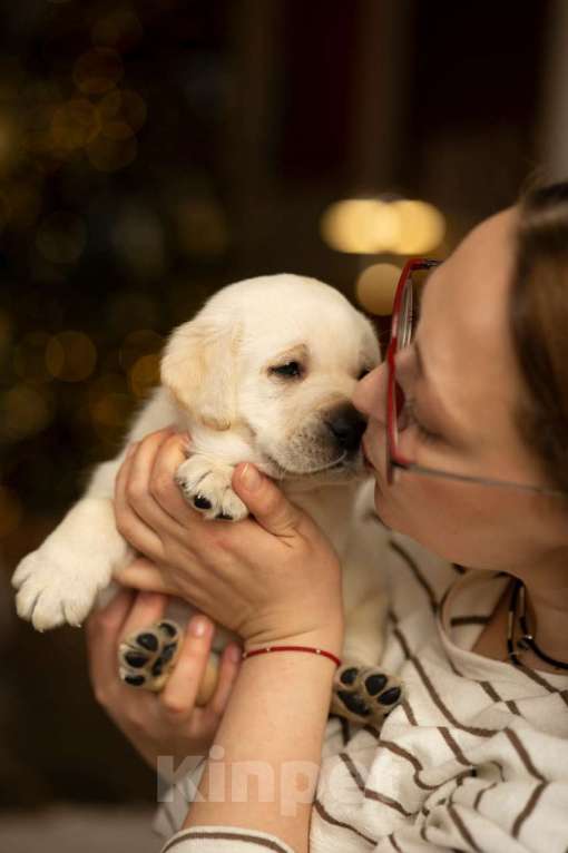 Собаки в Санкт-Петербурге: IRISLAV COMPLIMENT Мальчик, 140 000 руб. - фото 6