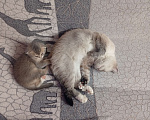 Кошки в Химках: Шотландский вислоухий мальчик, 2 месяца Мальчик, 15 000 руб. - фото 7