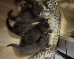 Кошки в Москве: Котик 1 Мальчик, Бесплатно - фото 1