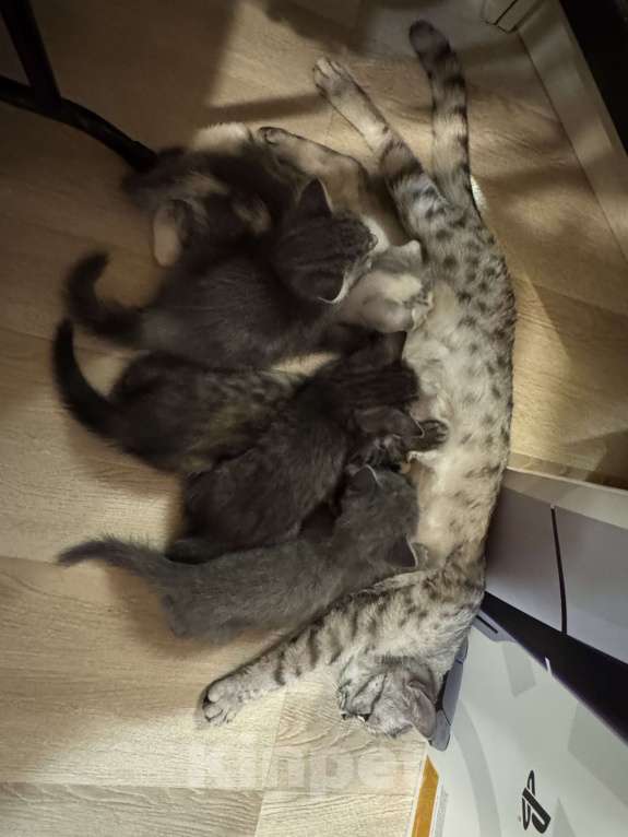 Кошки в Москве: Котик 1 Мальчик, Бесплатно - фото 1