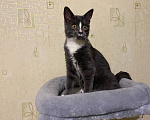 Кошки в Долгопрудном: Котенок из приюта Мальчик, Бесплатно - фото 6
