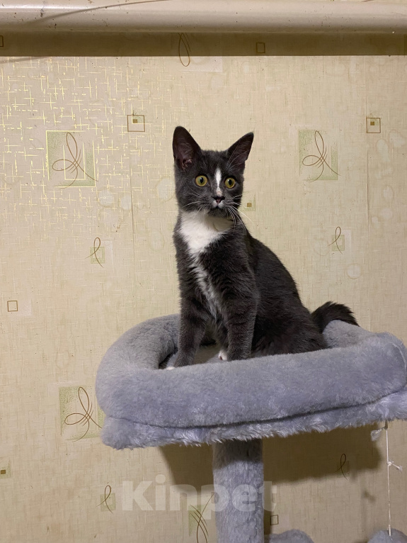 Кошки в Долгопрудном: Котенок из приюта Мальчик, Бесплатно - фото 6