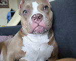 Собаки в Челябинске: Отдам булли в хорошие руки Девочка, Бесплатно - фото 3