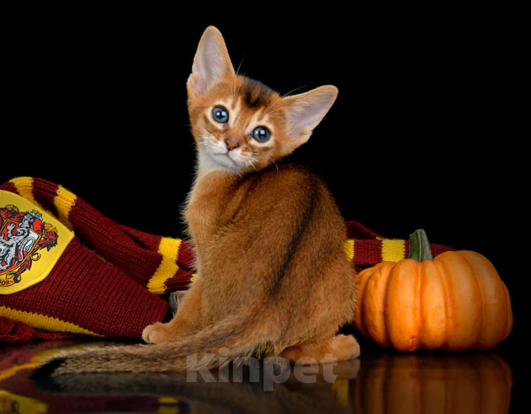 Кошки в Ставрополе: Абиссинский котенок шоу Девочка, 160 000 руб. - фото 2