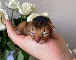Кошки в Ростове-на-Дону: Абиссинский котёнок девочка - Ракета, цвет Rudy из питомника с документами Девочка, 95 000 руб. - фото 6